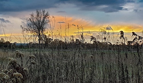 Abendstimmung in den Schunterauen