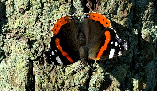 Ein Admiral wärmt sich in der Herbstsonne. Der Admiral ist ein Wanderfalter und kommt jedes Frühjahr aus dem Süden eingeflogen. Nur wenige Tiere werden, wenn der kommende Winter mild ausfällt, die Überwinterung hier überstehen.