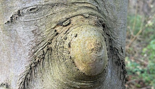 Auch in der dunklen Jahreszeit gibt es einiges zu entdecken:  Ein Gesicht in der Baumrinde