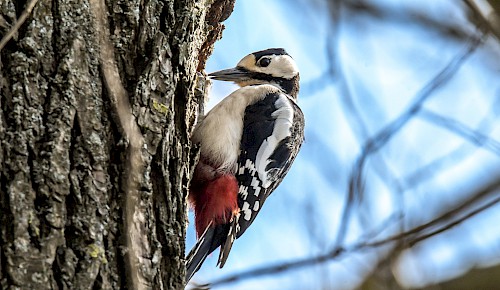 Der Buntspecht lebt in Wäldern und Parkanlagen. Im Winter besucht er auch gern die Vogelfutterstellen in den Gärten.