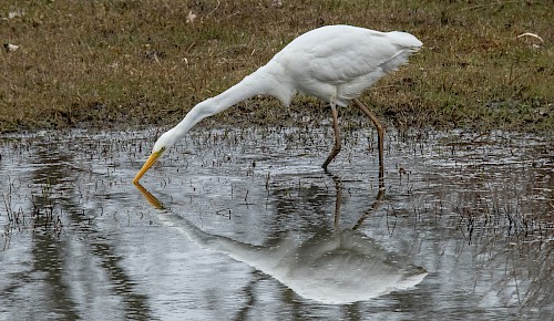 Ein Silberreiher und sein Spiegelbild sind gemeinsam auf der Futtersuche.