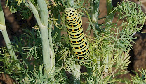 Eine erwachsene Raupe vom inzwischen selten gewordenen Schwalbenschwanz auf der Gemüseanbaufläche am Oberkamp.
Foto: Renate Koch