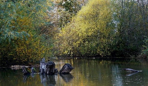 Herbstfärbung an der Schunter   Foto: Renate Koch