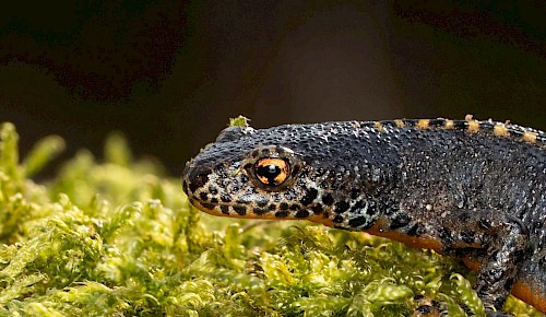 Die Amphibien wandern wieder und werden von freiwilligen Helfern des FUN über die Straße gebracht. Auch prächtige Bergmolche machen bei der Wanderung mit. Foto: Dr. Sven Gippner