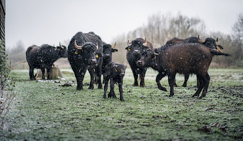 Die sechs Tage alte Molly und ihre Herde erleben einen kräftigen Hagel- und Schneeschauer auf der Weißenseeweide. Foto: Jörn Meyer