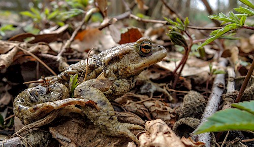 Eine Erdkröte auf dem Weg zum Laichgewässer. Die Amphibienwanderung ist im vollen Gange.