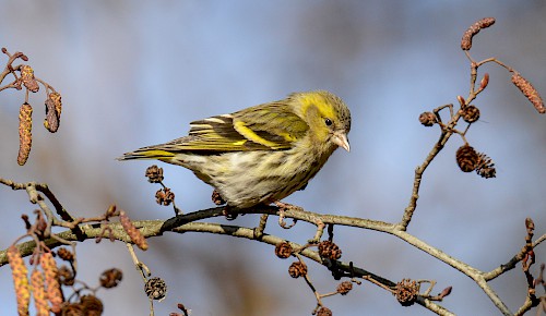 Der Erlenzeisig ist im Winter gern in dichten Schwärmen unterwegs. Samen von Erlen und Birken frisst er am liebsten.