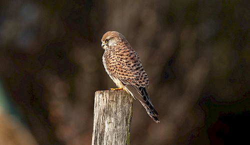 Der Turmfalke verbringt den Winter hier in Deutschland. Als Mäusejäger besiedelt er strukturreiche Landschaften in der Nähe von Siedlungen.