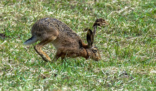 Der Feldhase ist das Vorbild unseres Osterhasen. Zur Osterzeit kommt der Nachwuchs zur Welt. Der gefährdete Bestand entwickelte sich in den letzten Jahren in Niedersachsen positiv. Im Schnitt liegt er jetzt bei 15 Feldhasen pro Quadratkilometer.