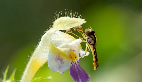 Eine Schwebfliege auf der Blüte des Bunten Hohlzahns.