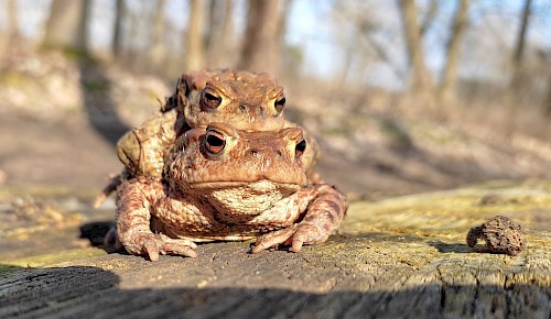 Ein Erdkrötenmännchen läst sich vom Weibchen "Huckepack" zum Laichgewässer tragen. Foto: Alfons Klatt