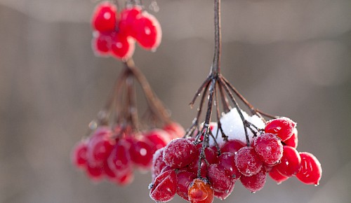 Der leuchtend rote Fruchtstand des Gewöhnlichen Schneeballs. Die Früchte werden nach dem Frost von Vögeln gefressen.