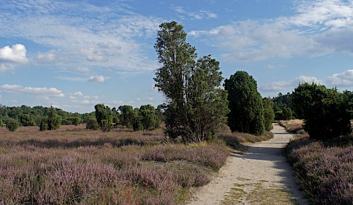 Die Heide blüht im Heiligen Hain.   Foto: H.-J. Heine-Köhler