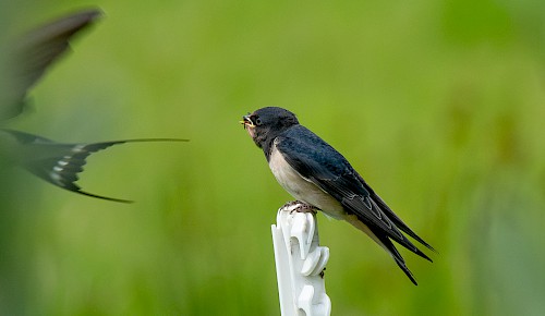 Eine junge Rauchschwalbe bei der Fütterung