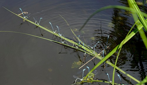 Gesellige Paarung bei den Schlanklibellen: Die Eiablage der Hufeisen-Azurjungfer erfolgt gesellig im Tantem mit dem Männchen. Das Männchen steht dabei aufrecht und bewacht das Paar vor Fressfeinden. Foto: H.-J. Heine-Köhler