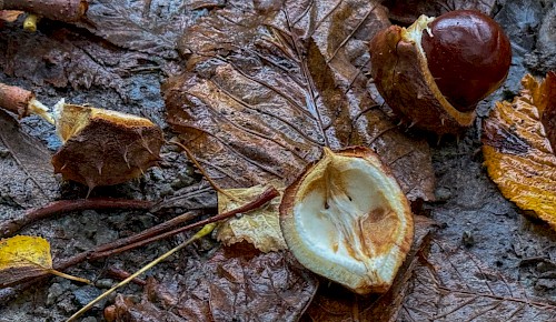 Der Herbstwind fegt die letzten Kastanien von den Bäumen.