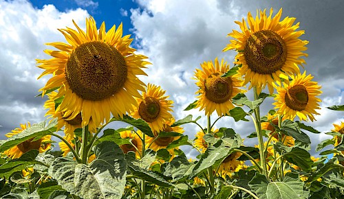 Sommer, Sonne(nblumen), Ferienzeit