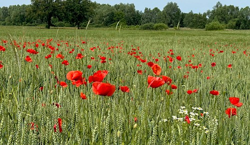Am Rande eines Getreidefeldes in Dibbesdorf haben sich unzählige Blüten des Klatschmohns entfaltet.