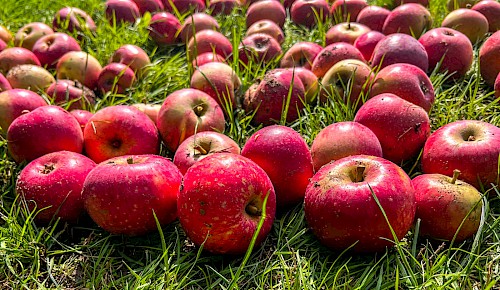 Eine reiche Apfelernte auf den Streuobstwiesen