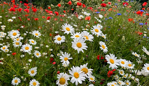 Ein Blütenmeer erwartet derzeit den Besucher im alten Pfarrgarten von Hondelage.