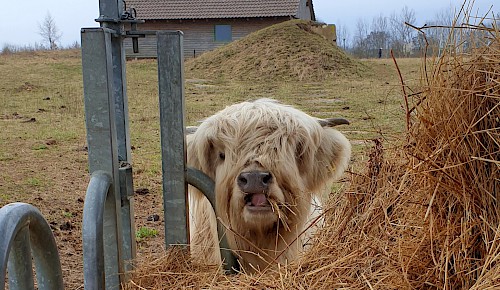 Blutuntersuchung bei den Schottischen Hochlandrindern: Ein Kalb nimmt die Gelegenheit wahr, in Ruhe Heu zu knabbern, während die anderen Rinder im Fangstand stehen.   Foto: Renate Koch