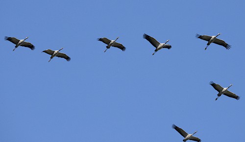 Kraniche auf dem westeuropäischen Zugweg in Richtung Spanien