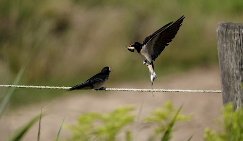 Schwalbenfütterung am Ortsrand von Dibbesdorf    Foto: Hongxing