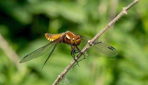 Eine Plattbauch-Libelle in Jagdposition am Kleingewässer nördlich von Hondelage.