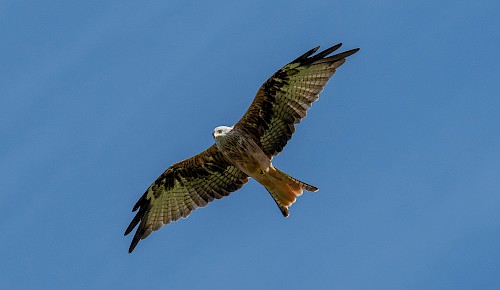 Ein Rotmilan zieht seine Kreise auf der Suche nach Beute.