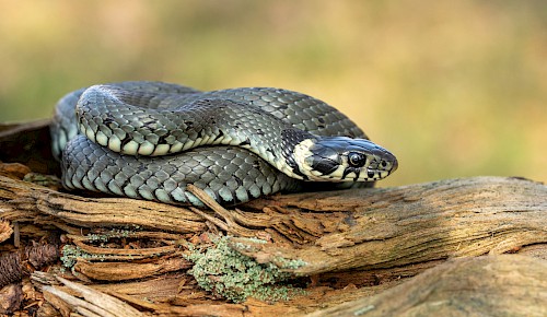 Die Ringelnatter ist eine heimische Schlangenart und für den Menschen vollkommen ungefährlich. Ringelnattern sind tagaktiv und ernähren sich hauptsächlich von Amphibien. Foto: Sven Gippner