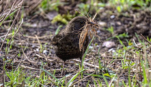 Frühlingsanfang: Zeit zum Bauen der Nester!