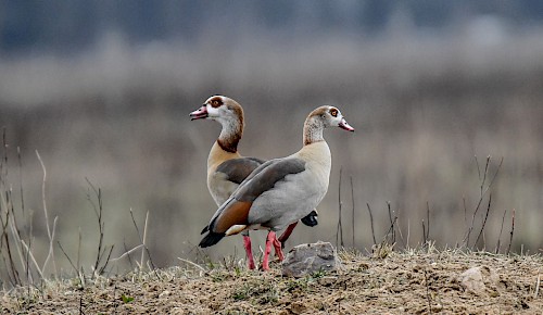 Ein Nilganspärchen bei der Nahrungssuche auf den kahlen Äckern
