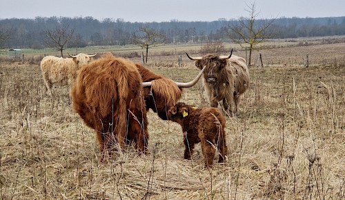 Quentin: Das erste Kalb bei den Schottischen Hochlandrindern in diesem Jahr      Foto: Renate Koch