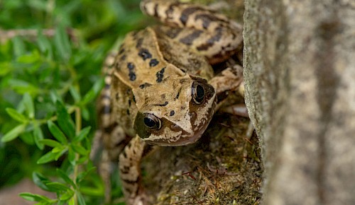 Der Grasfrosch, Lurch des Jahres 2018, lebt nicht nur in der Nähe von Teichen, sondern auch in naturnahen Gärten. In der Dämmerung und nachts jagt er nach Insekten aller Art, seiner bevorzugten Nahrung.