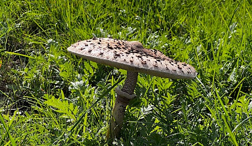 Ein Riesenschirmling, einer der größten, heimischen Speisepilze.