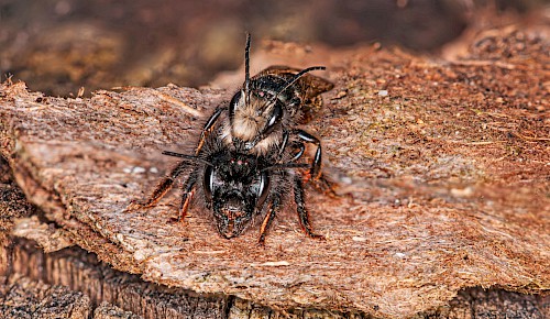 Reges Treiben der Mauerbienen am Insektenhotel  Foto: Jürgen Eickmann