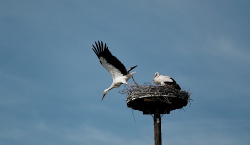 Reges Leben im Storchennest auf der Weißenseeweide bei Dibbesdorf. Foto: Hongxing