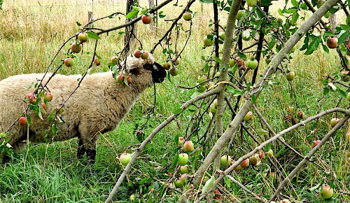 Frühzeitige Apfelernte nach Sturmbruch  Foto: Renate Koch