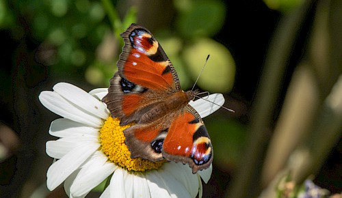 Die neue Generation der Tagpfauenaugen besucht jetzt die Blumen unserer Gärten.