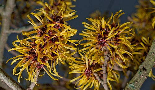 Die Zaubernuss (Hamamelis) entfaltet bereits im Winter ihre Blüten.