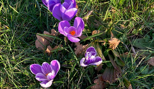 Krokus
