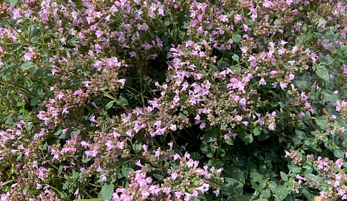 Bienenfreuden