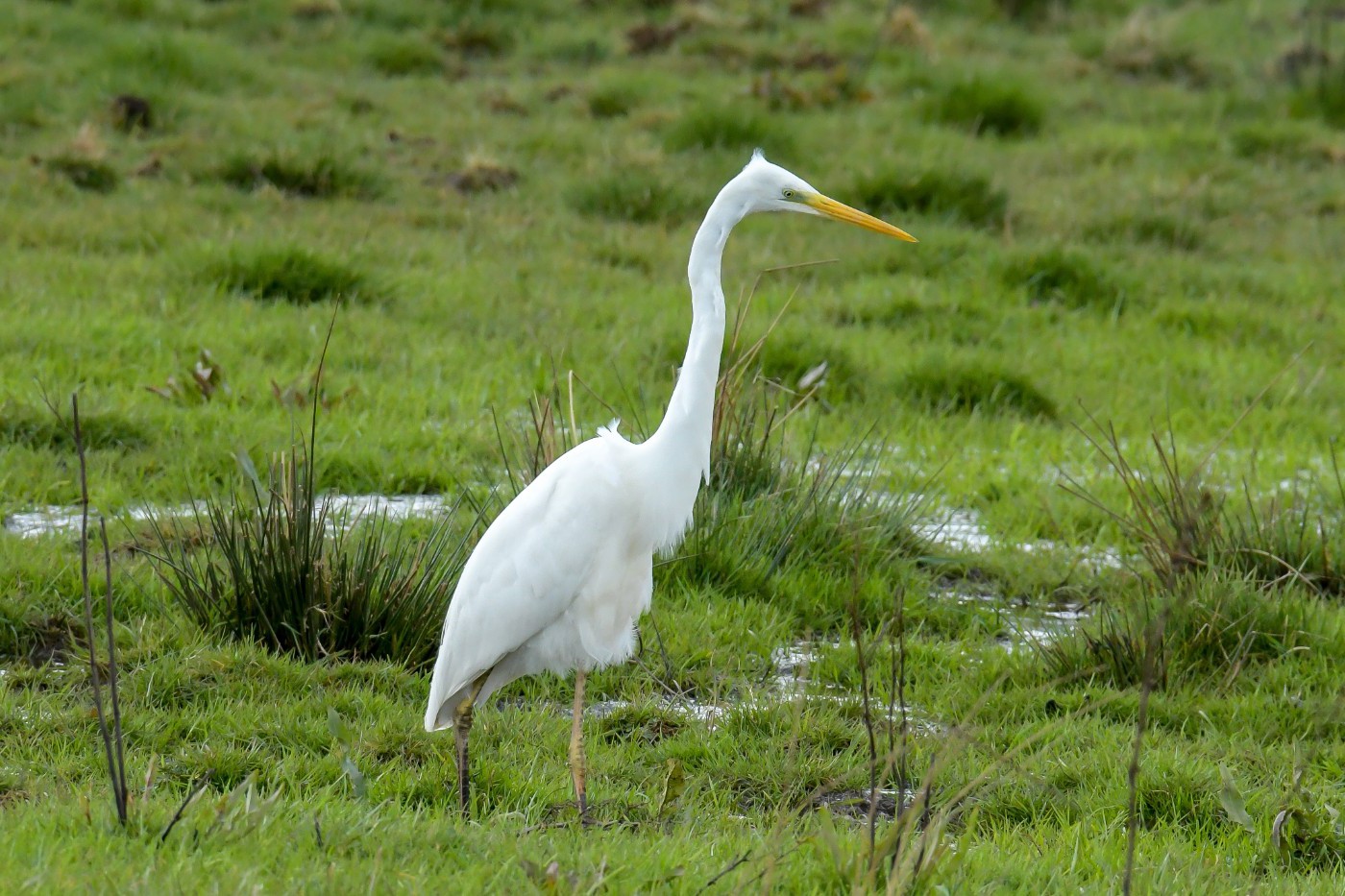 Silberreiher auf Futtersuche