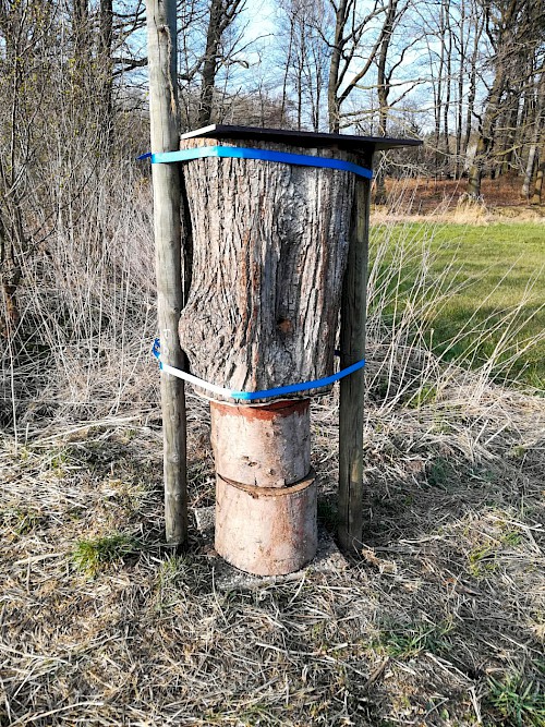 Zweite Baumhöhle für wild lebende Honigbienen