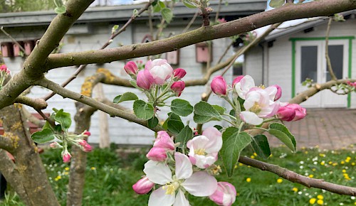 Apfelblüte