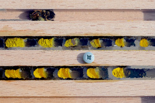 Niströhren der Rostroten Mauerbiene