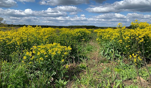 Die Brachfläche steht in voller Blüte (April)