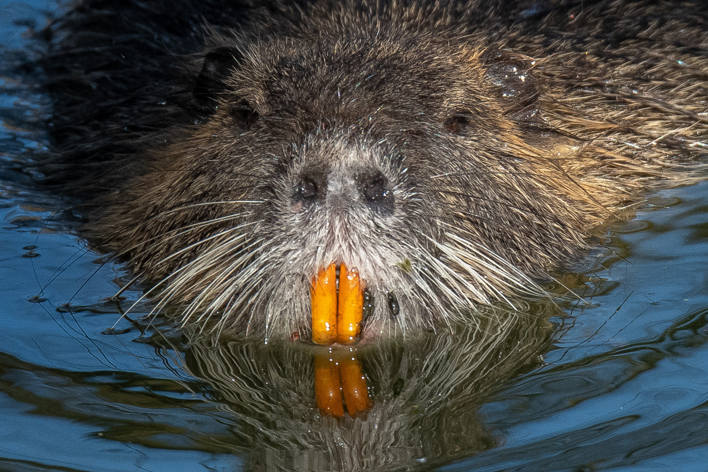 Die Nagezähne der erwachsenen Tiere haben eine markante orange Färbung, die durch Eiseneinlagerung hervorgerufen wird.