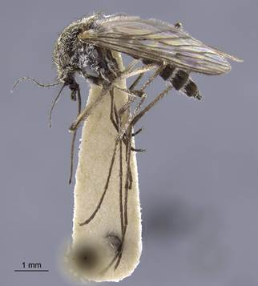 Chris Grinter (cgrinter@calacademy.org)