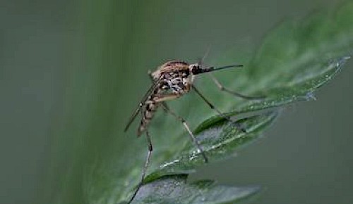 Aedes rusticus A.Ley (Wikipedia)